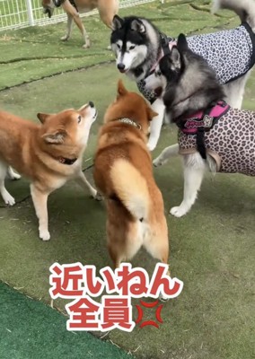 犬たちと向き合う柴犬