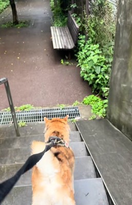 階段を下りる柴犬