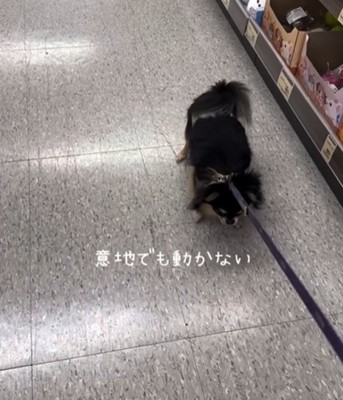 立ち止まる犬