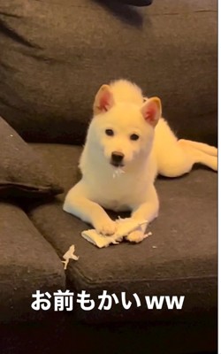 ソファの上に座っている白い犬
