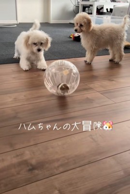 冒険中のハムスターとワンコたち2