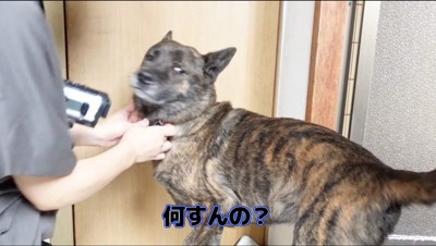 女性から目を反らす犬