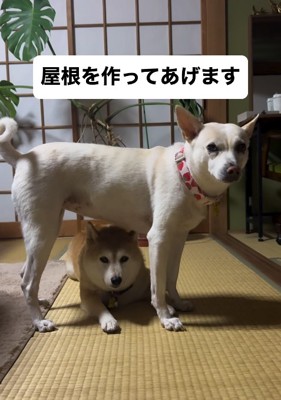姉犬を守る妹犬