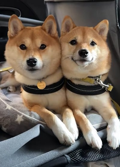 くっついて座る姉妹犬