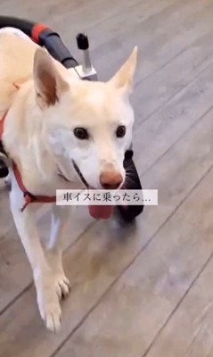 サニーちゃんを車いすに乗せたら6