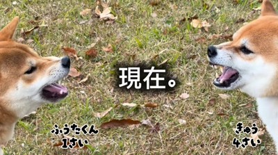 成犬に吠え返す若い成犬