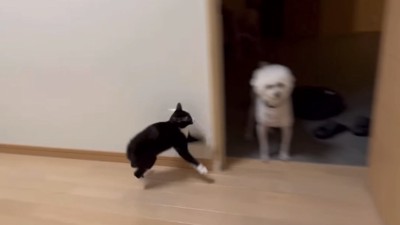 やんのかステップ2