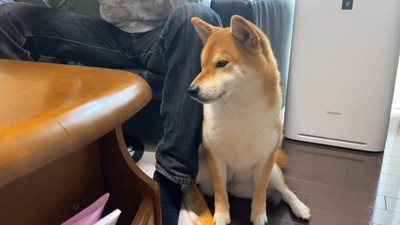 男性の足にくっついて座る犬