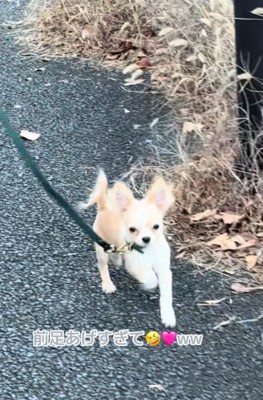 歩き方が可愛いこはくくん3