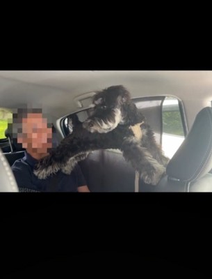 後ろを向く犬