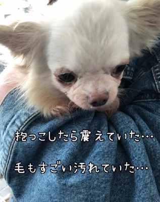 弱々しい犬と出会う