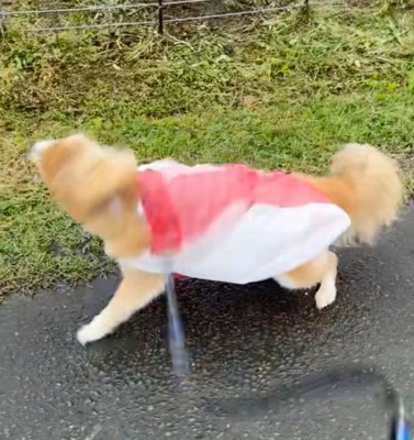 雨の日に犬と散歩
