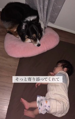 見守るレアちゃん