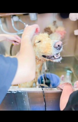 トリミングに来たひなた君