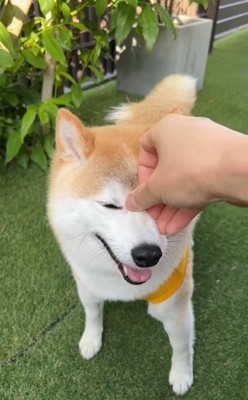 立っている柴犬の目元に飼い主さんの手