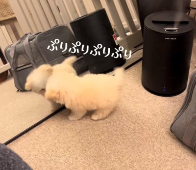 鏡の中の自分を覗き込む犬