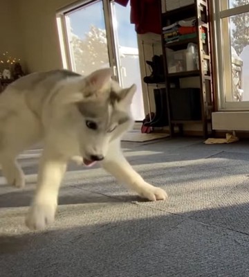 倒れたペットボトルに驚く子犬
