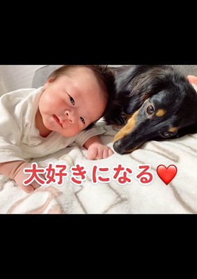 赤ちゃんと犬1