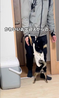 千幸ちゃんのお出迎え5