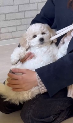 ぽむくんの成長3