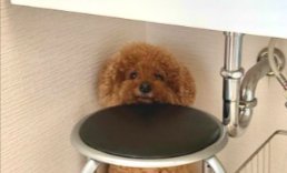ひょっこり