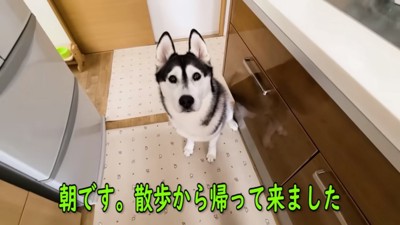 飼い主さんを見つめるはっちゃん