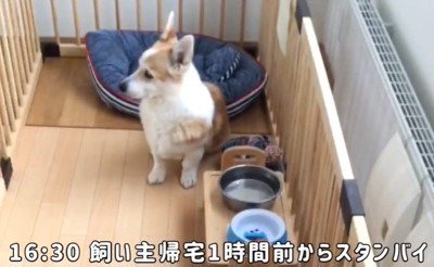 座る犬