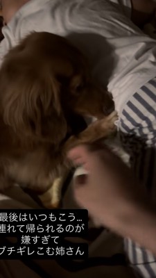 手を近づけると警戒するダックス