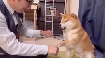 名前を選ぶ柴犬