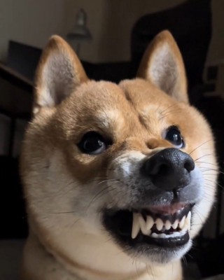 鼻にシワを寄せて歯をむき出しにしている表情の犬