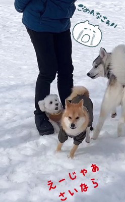 正面を見る柴犬と振り返るハスキー犬