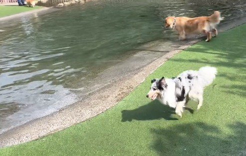 プールの前に経つ犬