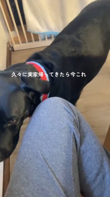 女性の左足のそばに歩いて行く犬
