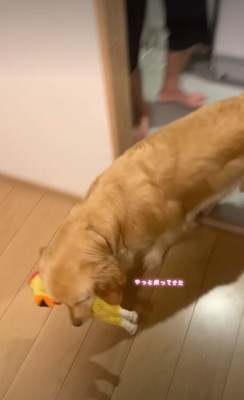 ぬいぐるみを運ぶ犬
