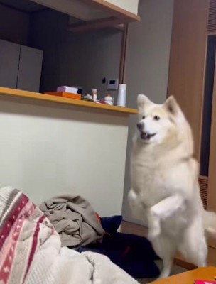 強力なスヌーズ機能も！？