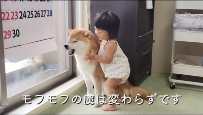 オスの柴犬を触る女の子