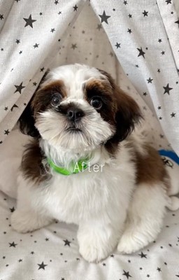 トリミング後の茶々丸くん
