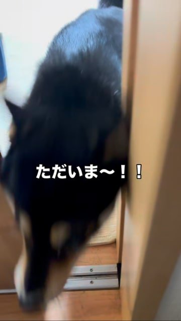 飼い主さんに駆け寄る豆柴