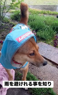 雨合羽を着る犬