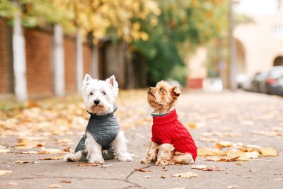 服を着た2匹の犬