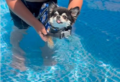 プールに入る犬