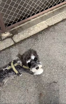 飼い主さんを見上げるテオくん