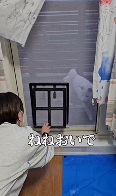 網戸に犬用出入り口を作ったら8