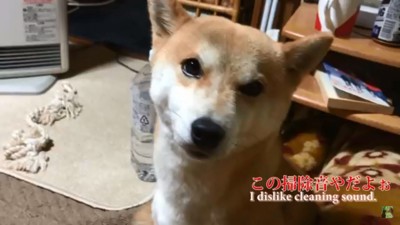 掃除音がいやなハナちゃん