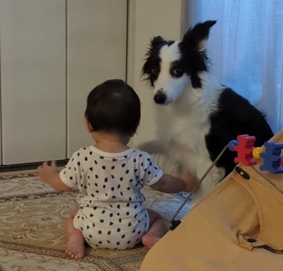 正面を見ている犬と赤ちゃんの後ろ姿