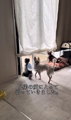 こはく君とここまるちゃんの家族愛⑩