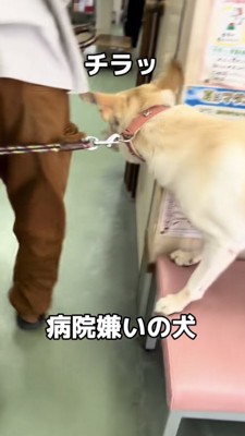 診察室をチラ見する犬
