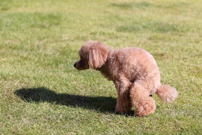 ウンチをする犬