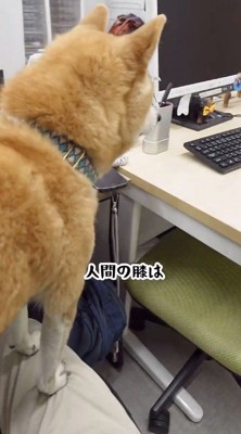 スタッフの膝に乗る犬