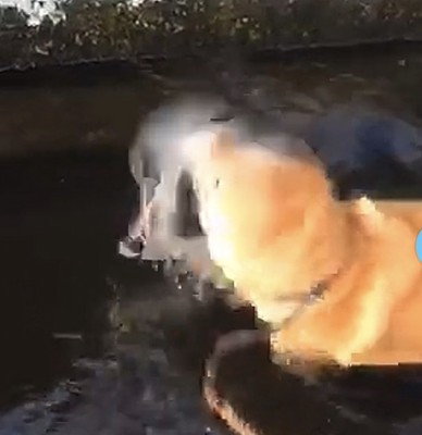 びっくりする犬